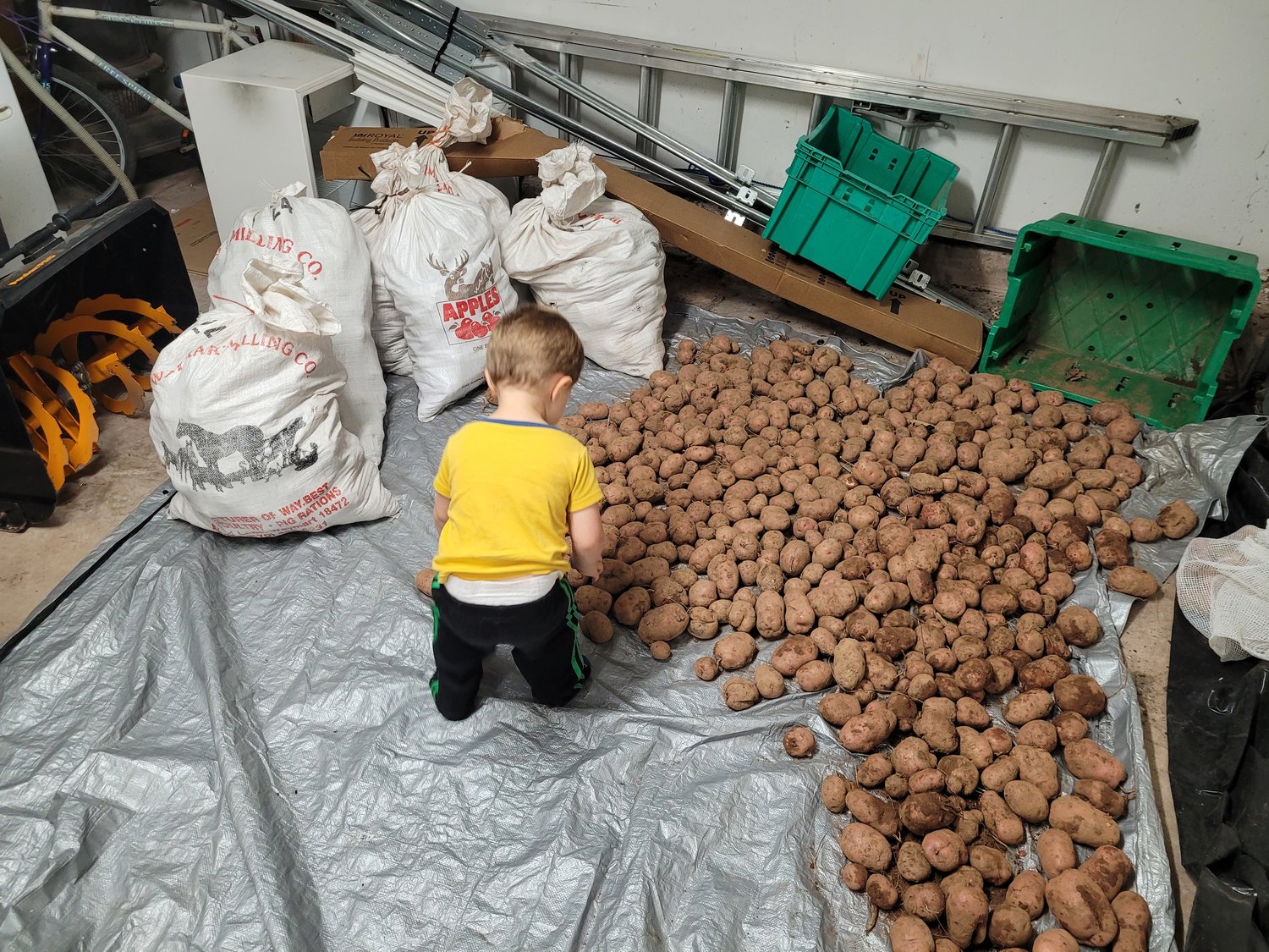 Getting them out of the ground is only half the battle; my son is an expert sorter.